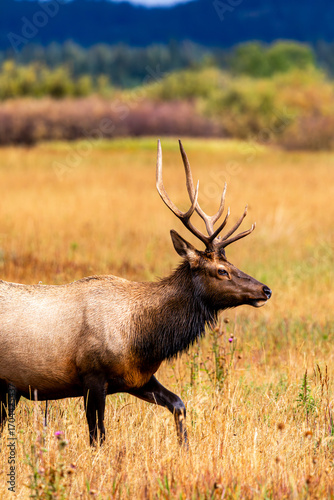 Wallpaper Mural Elk Grazing in Grand Teton National Park in Autumn Torontodigital.ca