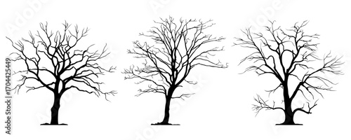 Silhouette of a tree without leaves.Set. Vector illustration.