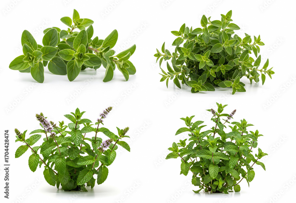 Fototapeta premium Oregano and Mint Herb Collection