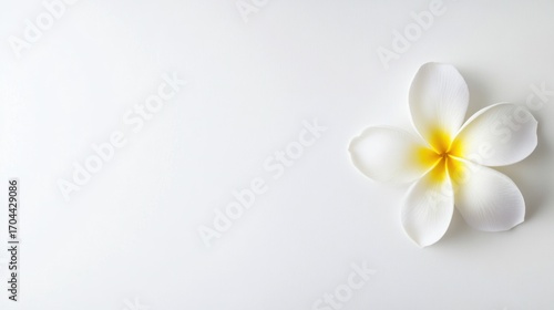 Single white plumeria flower on white background