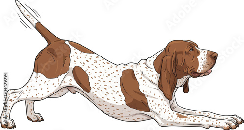 Bracco Italiano dog playful bow pose cute vector illustration