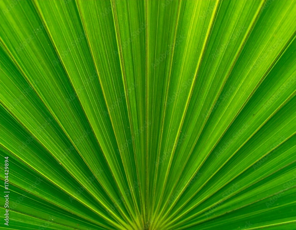 Fototapeta premium Close-up of a vibrant green palm leaf