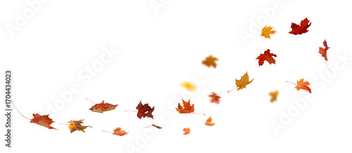 Autumn Leaf Fall on Transparent Background.  Maple Vibrant leaves cut outs  

