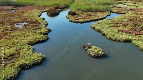 An aerial video captures a beautiful salt marsh ecosystem with its distinctive red and green succulent plants bordering the calm waters of a coastal estuary