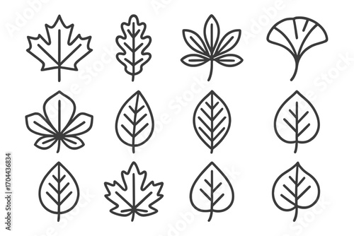 Autumn Leaves Icons. Line style icons of autumn leaves: maple leaf, oak leaf, birch leaf, chestnut leaf; ginkgo leaf, elm leaf,