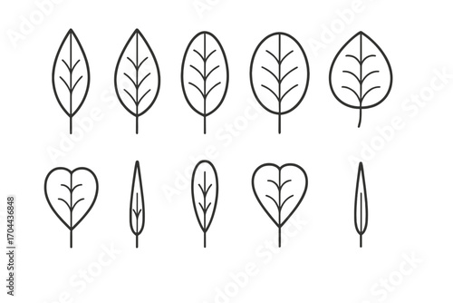 Leaf Shape Icons. Line style icons of leaf types by shape: lanceolate, ovate, elliptical, oblong; heart-shaped, linear, spatulate,