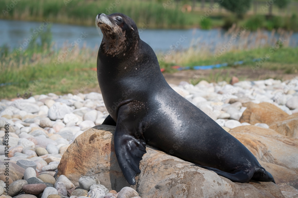 Fototapeta premium Sealion Resting on a Large Rock