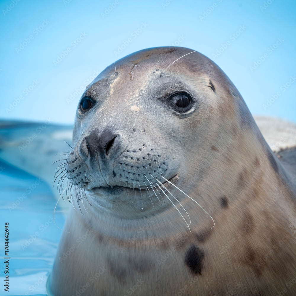 Obraz premium Rescued Young Seal Cub in Shallow Water