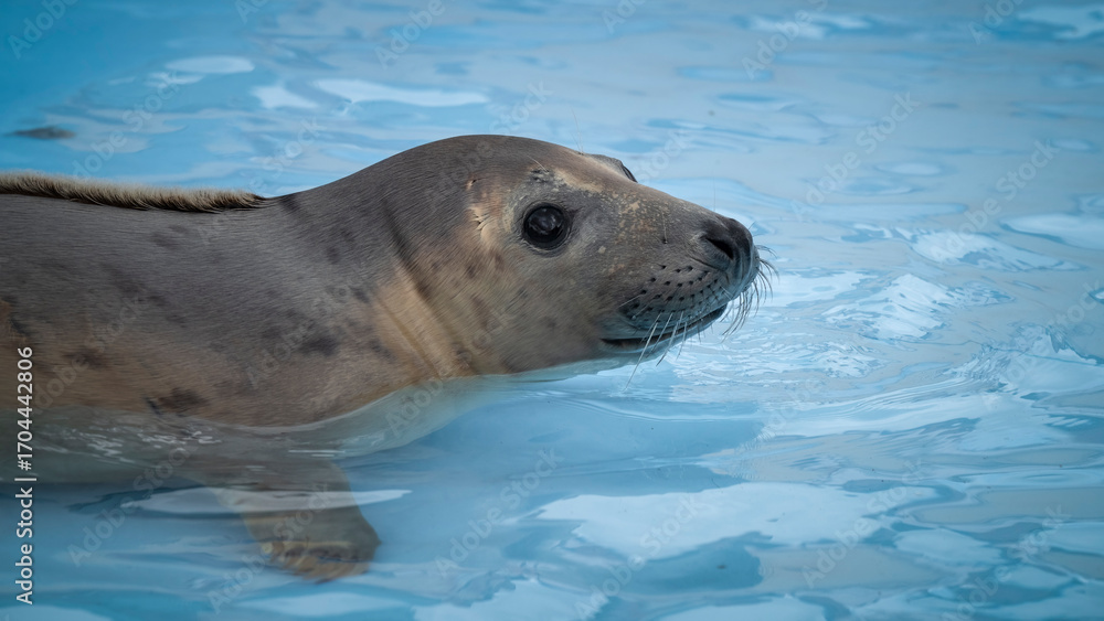 Fototapeta premium Rescued Young Seal Cub in Shallow Water