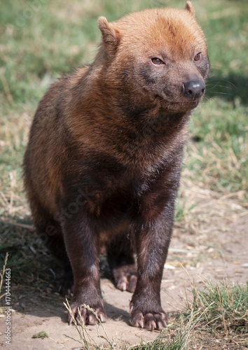 Close up of a Bush Dog