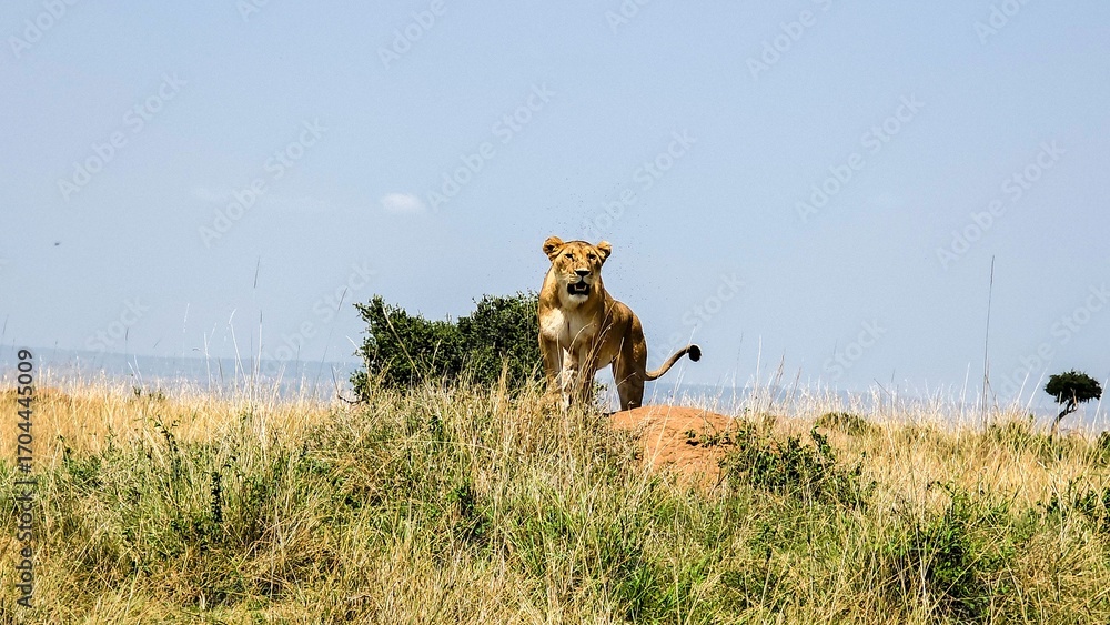 Fototapeta premium Lioness standing on termite mound in African savanna