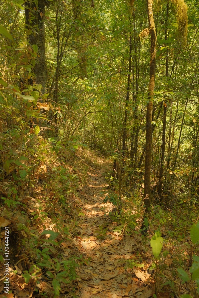 Fototapeta premium Sunlit Woodland Trails and Creek in a Lush Green Forest, Vertical Views