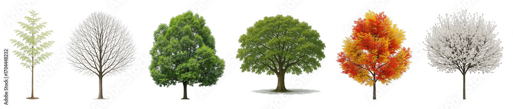 Obraz premium Diverse tree set including young, bare, summer green, autumn, and spring blossom stages isolated. Architectural and landscape design elements.