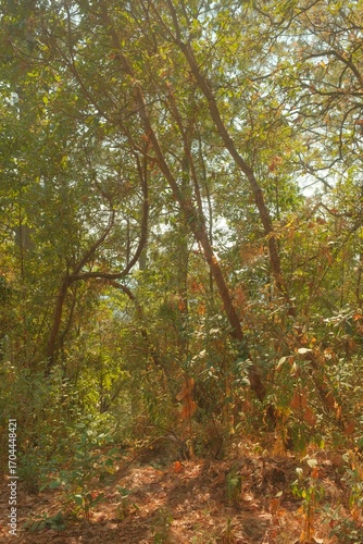 Sunlit Woodland with Green Foliage and Dry Leaves, Vertical View