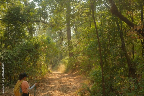 Sunlit Woodland with Green Foliage and Dry Leaves, Vertical View