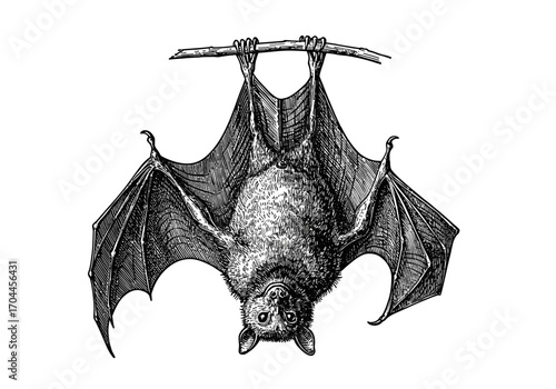 Detailed Engraving of a Hanging Bat - Vintage Black and White Illustration of a Nocturnal Mammal in Classic Line Art Style