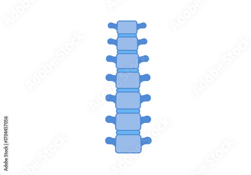 Clear anatomical illustration of the human vertebral column, depicting the segmented structure of the spine. Essential visual for medical education, biological studies, and healthcare content