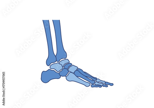 Precise anatomical illustration of the human foot and ankle bones, detailing the complex skeletal structure and joint articulation for medical and educational purposes