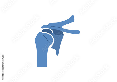 Medical illustration of the human shoulder joint, displaying the intricate anatomical structure of bones for educational and healthcare content