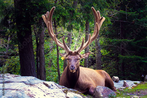 Fotografie In the hush of the forest, a stag lies gracefully among moss and leaves, crowned with antlers that seem to weave into the branches above