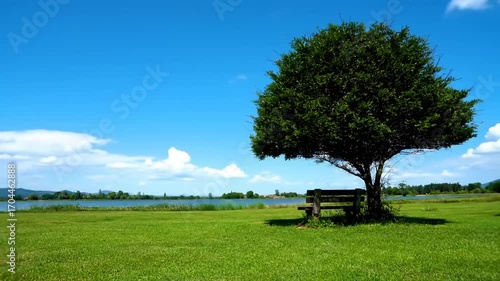 Tranquil outdoor scene with bench and tree