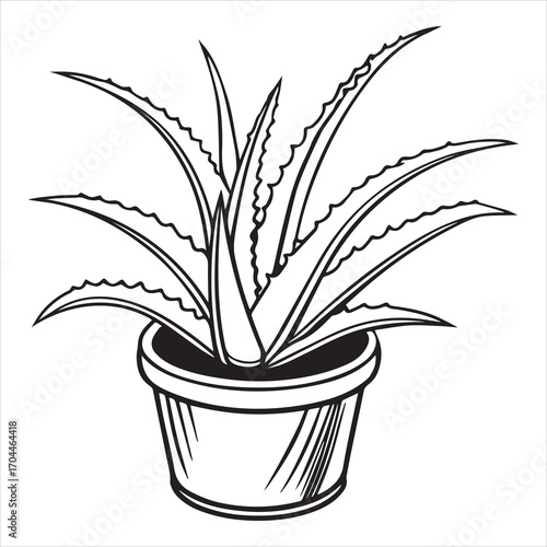 aloe vera plant vector icon