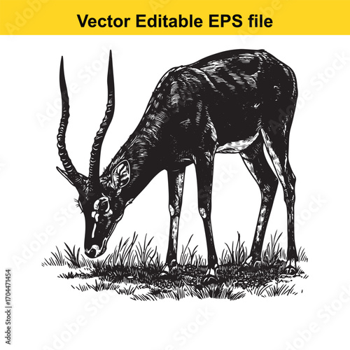 Vector art of black and white illustration of a gazelle grazing on grass