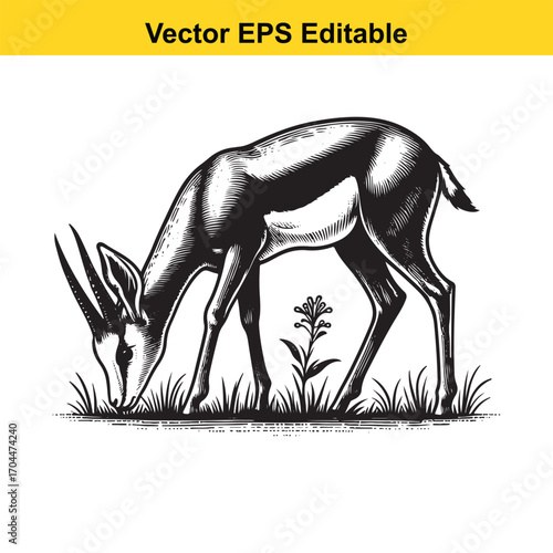 Vector art of vintage illustration of a gazelle grazing in grass