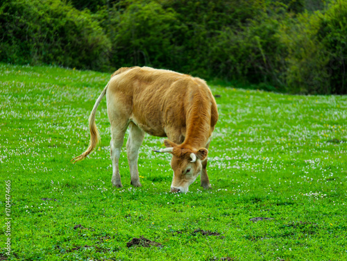 Cow grazing on green meadow