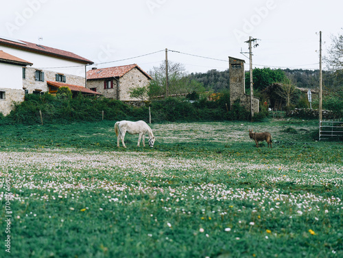 White horse and donkey in rural village field