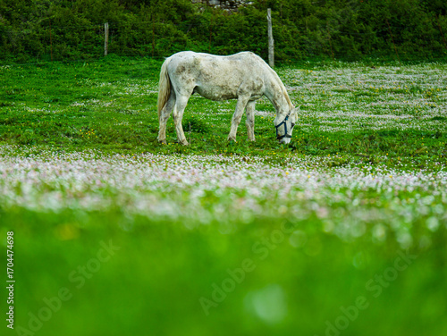 White horse grazing in meadow with flowers