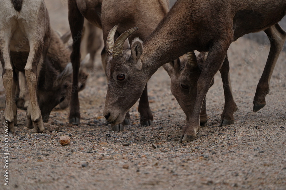Fototapeta premium Bighorn Sheep