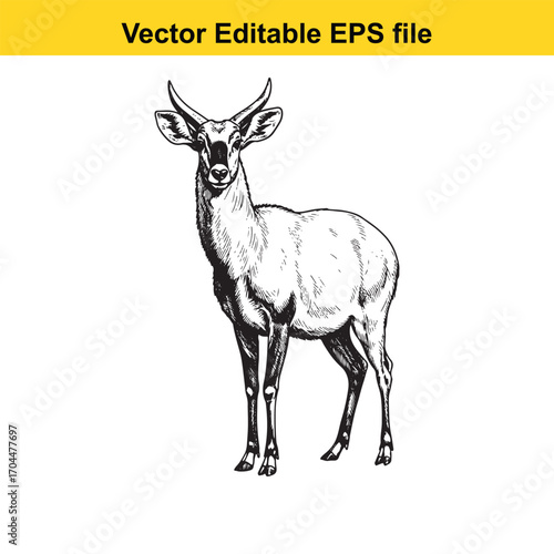 Illustration of a gazelle standing
