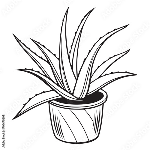 aloe vera plant vector outline