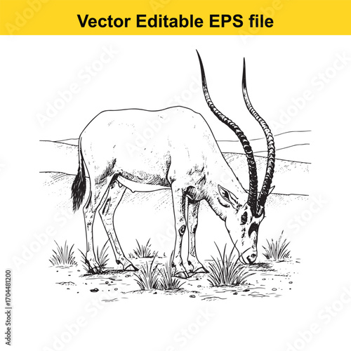 Vector art of scimitar oryx grazing in a dry landscape, vector illustration