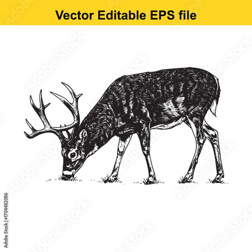 Vector art of buck deer grazing on grass