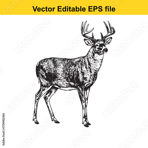 Vector art of detailed black and white illustration of a buck deer