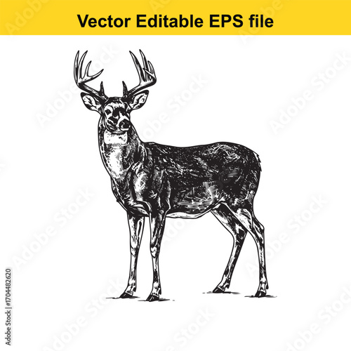 Vector art of majestic buck deer with large antlers