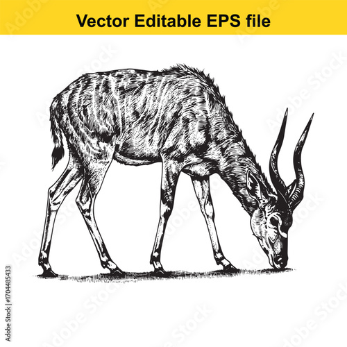 Vector art of black and white illustration of a majestic antelope grazing