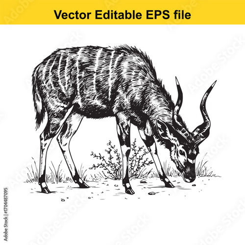 Vector art of greater kudu antelope, a majestic african mammal with spiraling horns