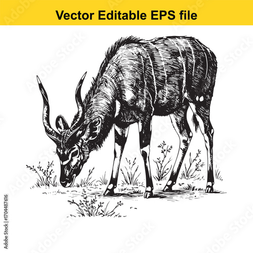 Vector art of a detailed black and white sketch of a kudu antelope grazing in the grass
