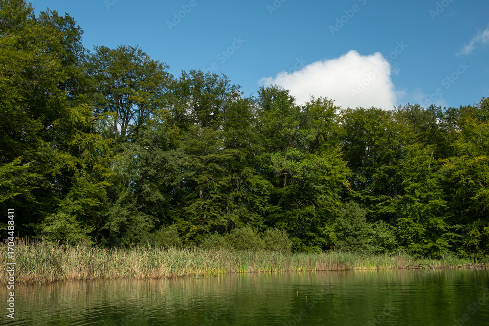 Fototapeta premium A quiet lake bay with reedbeds and dense deciduous forest on the shore. 