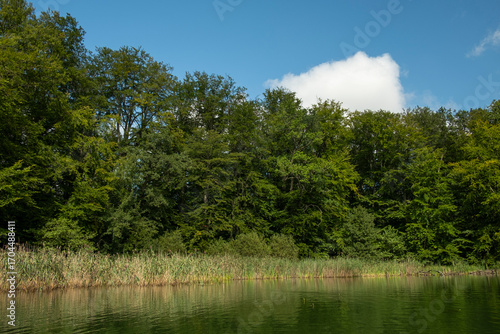 A quiet lake bay with reedbeds and dense deciduous forest on the shore. 