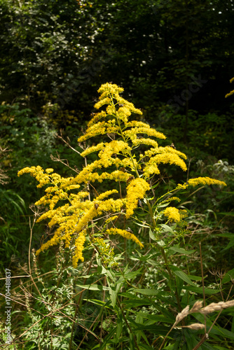  Canadian goldenrod (solidago canadensis) , a typical conical habit of this plant.
