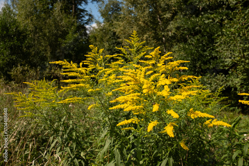  Canadian goldenrod (solidago canadensis) growing along roads in the beech forest