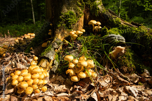 Honey agaric mushroom in the beech forest. 