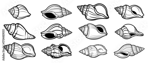 Shankha Conch Shells Vector Illustrations Set