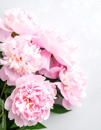 Fototapeta Naklejka Na Ścianę i Meble -  Pink peonies arranged elegantly on a light background