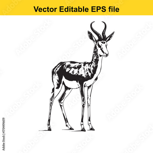 Vector art of springbok antelope standing