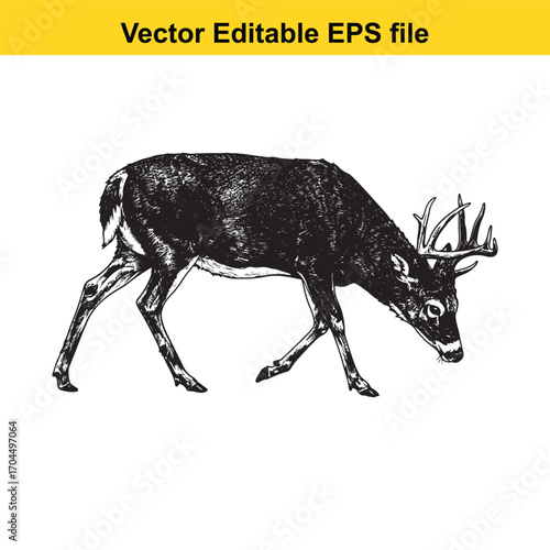Vector art of detailed black and white illustration of a buck deer